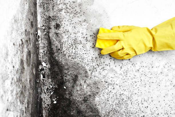 Best Industrial Mold Remediation  in Somerville, TN